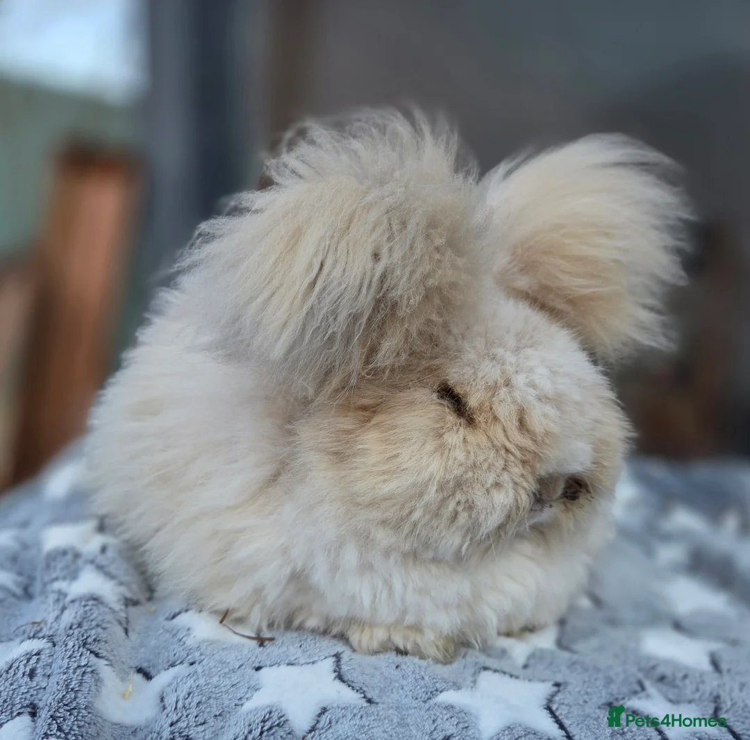 Angora rabbits for sale: Angora boy  - Advert 4