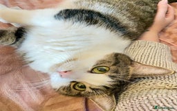 Domestic Shorthair cats for sale: Needs a forever loving home - Image 5