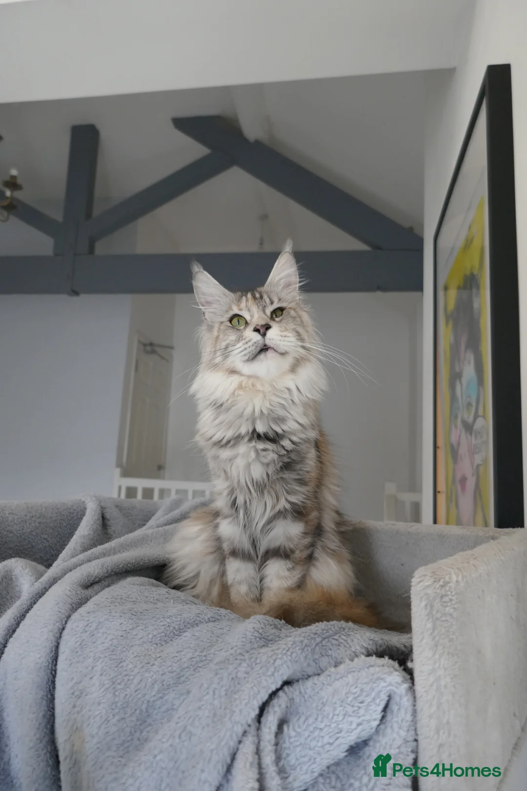 Maine Coon cats for sale: Stunning Maine Coon ( polydactyl)  - Advert 26