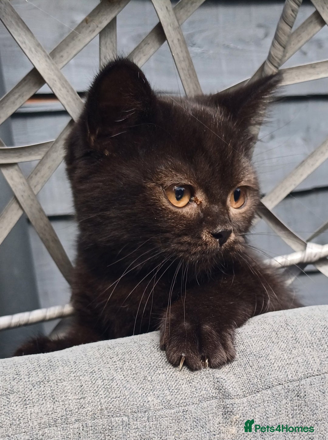 British Shorthair cats for sale: Ready now! Affectionate Black GCCF female - Image 16