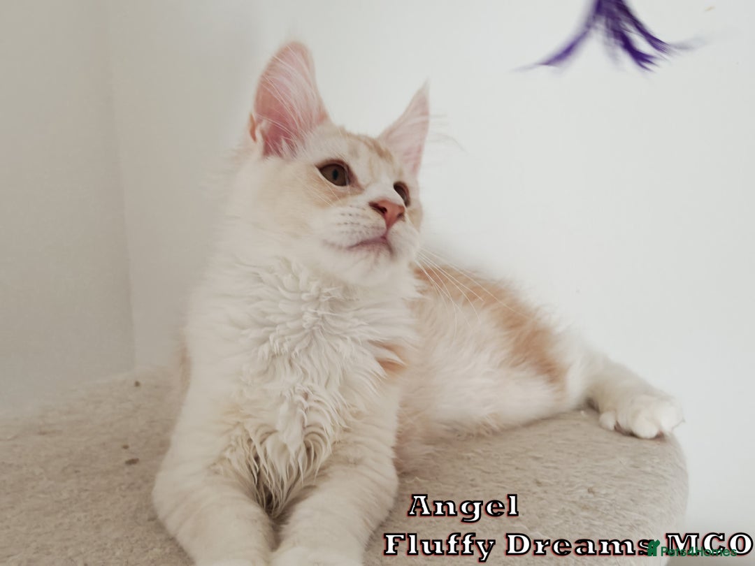 Maine Coon cats for sale: Two Cream Boys ES23 from Fluffy Dreams MCO - Image 10