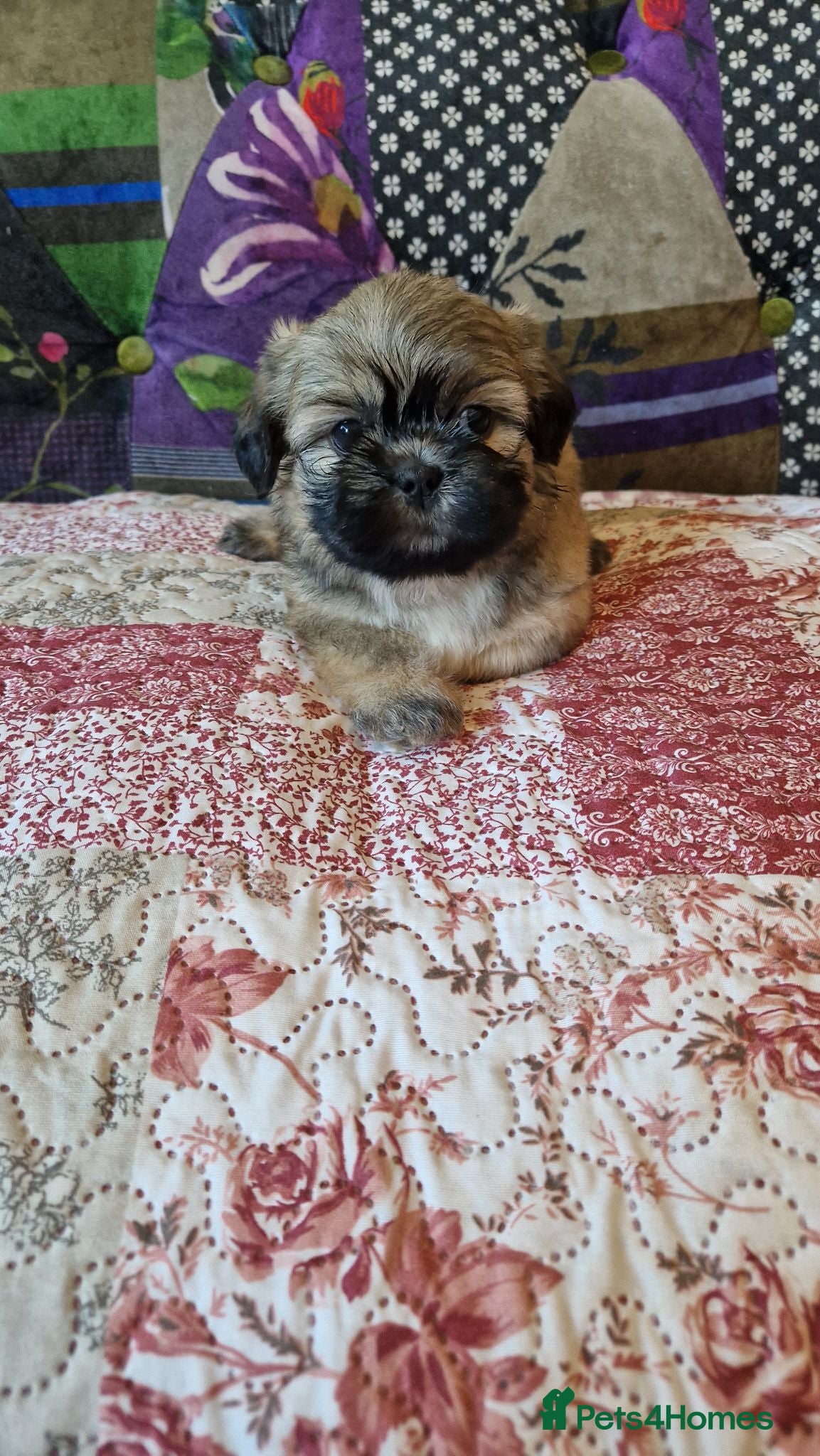 Shih Tzu dogs Shih-tzu pedigree puppies - Advert 3