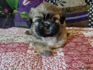 Shih Tzu dogs Shih-tzu pedigree puppies - Advert 5