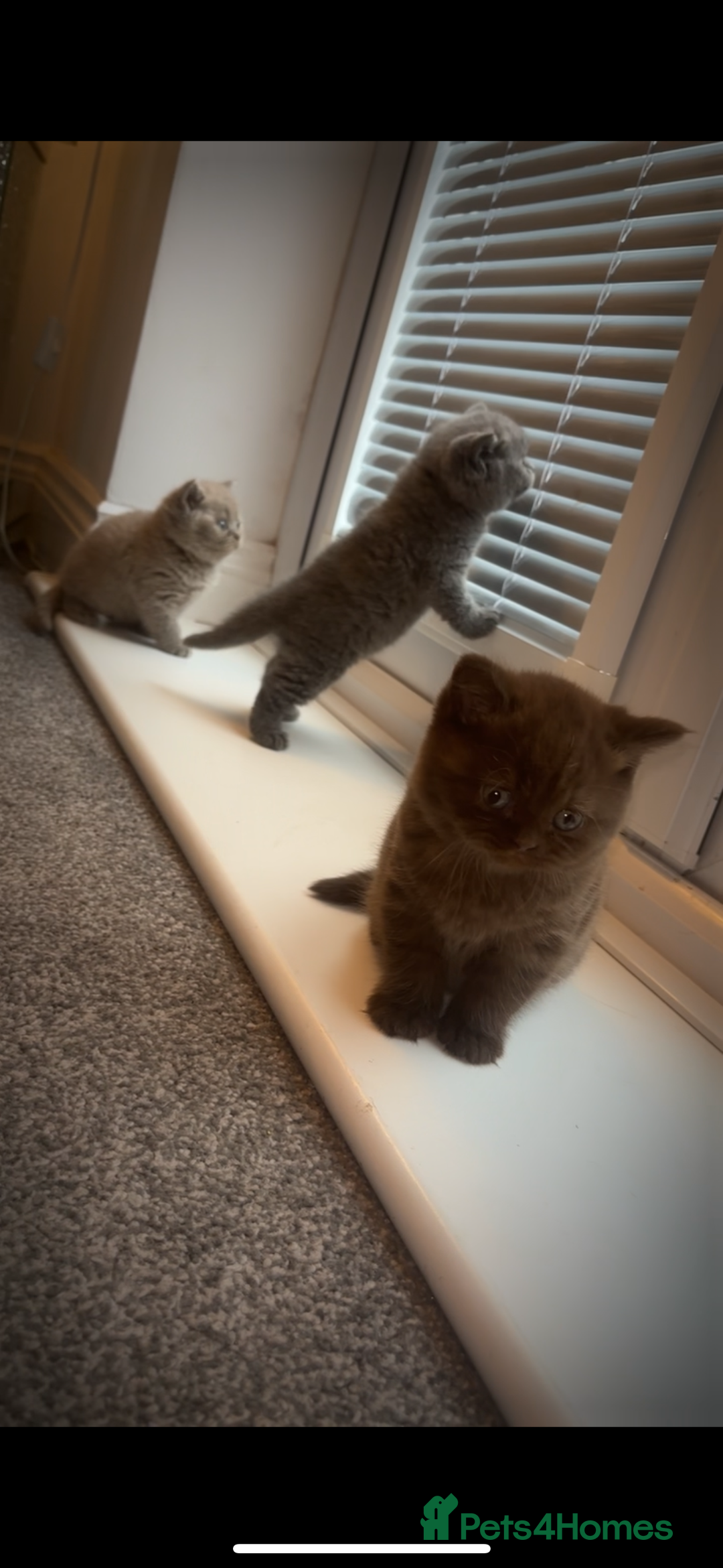British Shorthair cats for sale: Beautiful British Shorthair Kittens  - Image 5