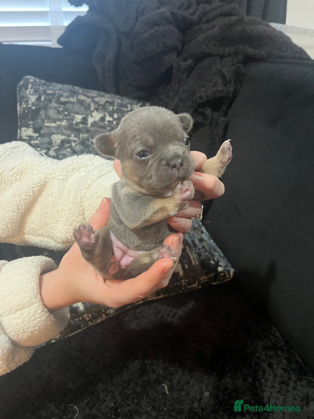 French Bulldog dogs for sale: French bulldog - Advert 4