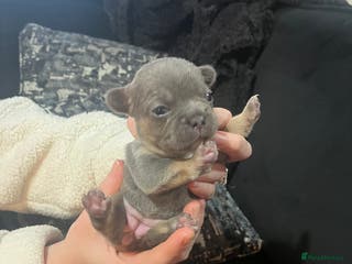 French Bulldog dogs French bulldog - Advert 3