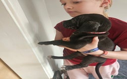 Great Dane dogs for sale: Great dane puppies  - Image 18
