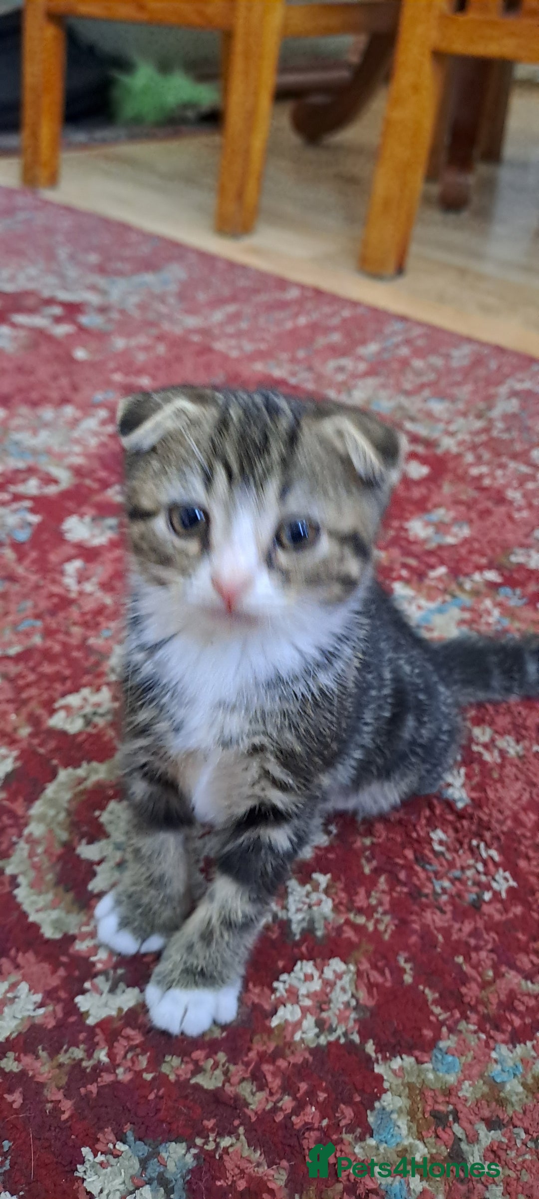 Scottish Fold cats for sale: Scottish fold/straight kittens and their mum - Image 16