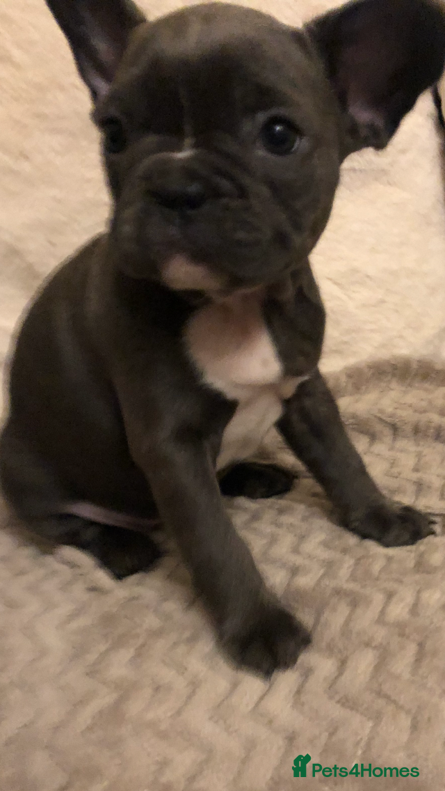 French Bulldog dogs QUALITY SOLID BLUE FRENCH BULLDOG PUPPIES  - Advert 3