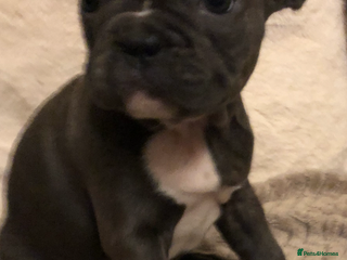 French Bulldog dogs QUALITY SOLID BLUE FRENCH BULLDOG PUPPIES - Advert 3