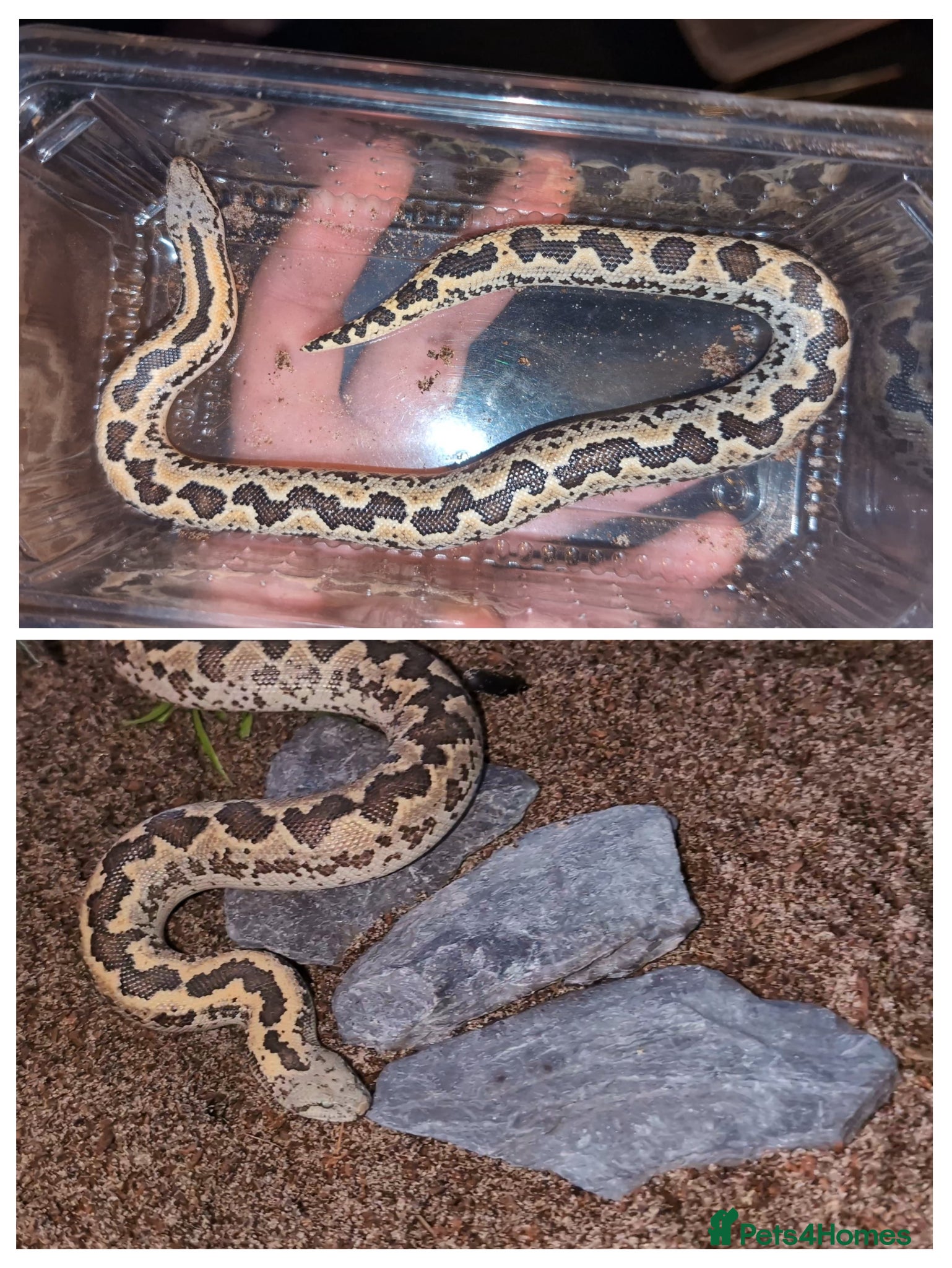 Boa Snake reptiles 1.1 pair of rough scales - Advert 3