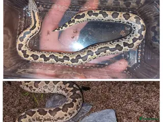 Boa Snake reptiles 1.1 pair of rough scales - Advert 1