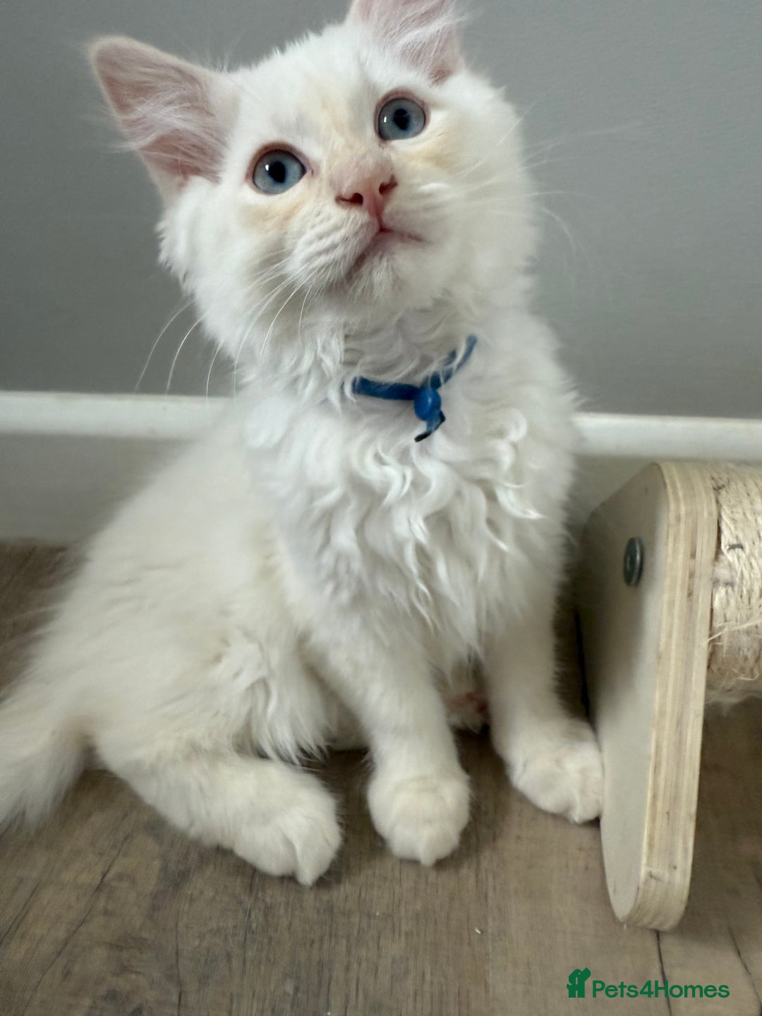 Ragdoll cats for sale: Handsome Ragdoll babys! 💛 in Arundel - Image 36