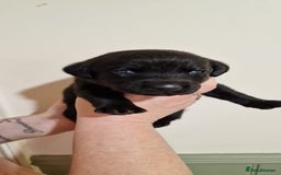 Labrador Retriever dogs for sale: KC Registered Black Lab (1 Girl, 1 boy remaining) - Image 32