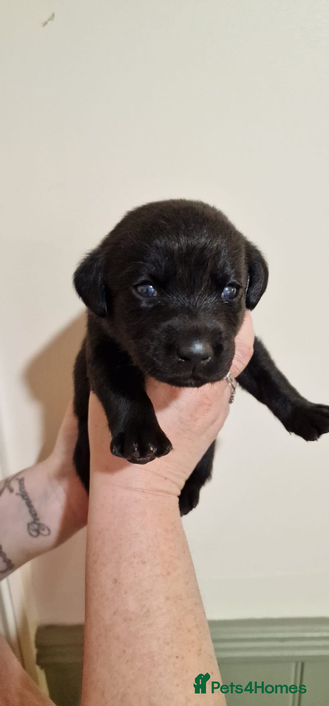 Labrador Retriever dogs for sale: KC Registered Black Lab (1 Girl, 1 boy remaining) - Image 32
