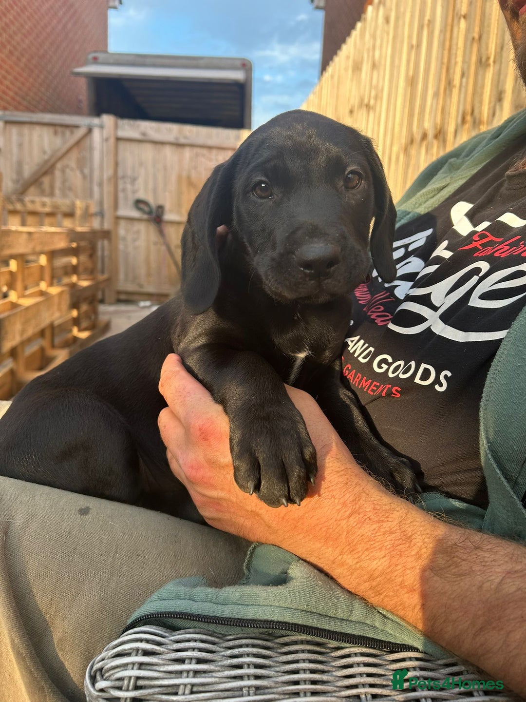 Mixed Breed dogs for sale: Stunning litter of puppies - Image 8
