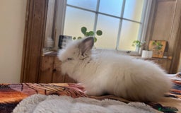 Mini Lop rabbits for sale: Mini lop and Lionheads for sale  - Image 3