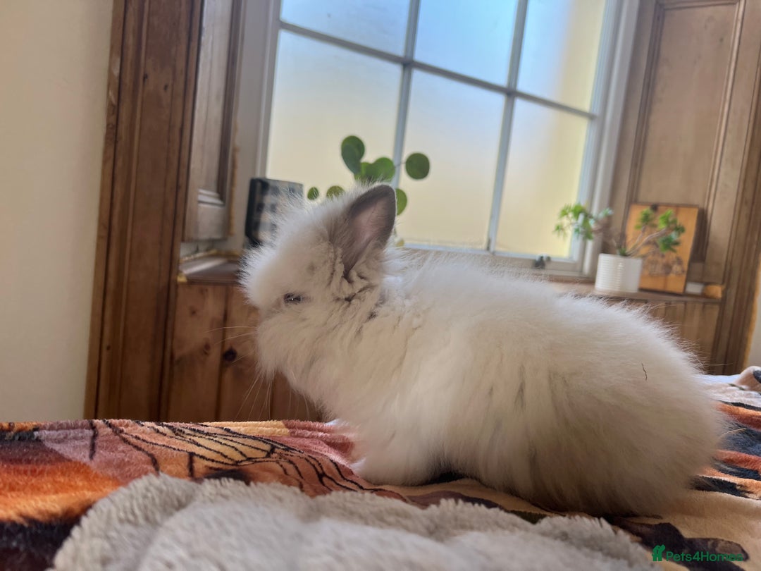 Mini Lop rabbits for sale: Mini lop and Lionheads for sale  - Image 3