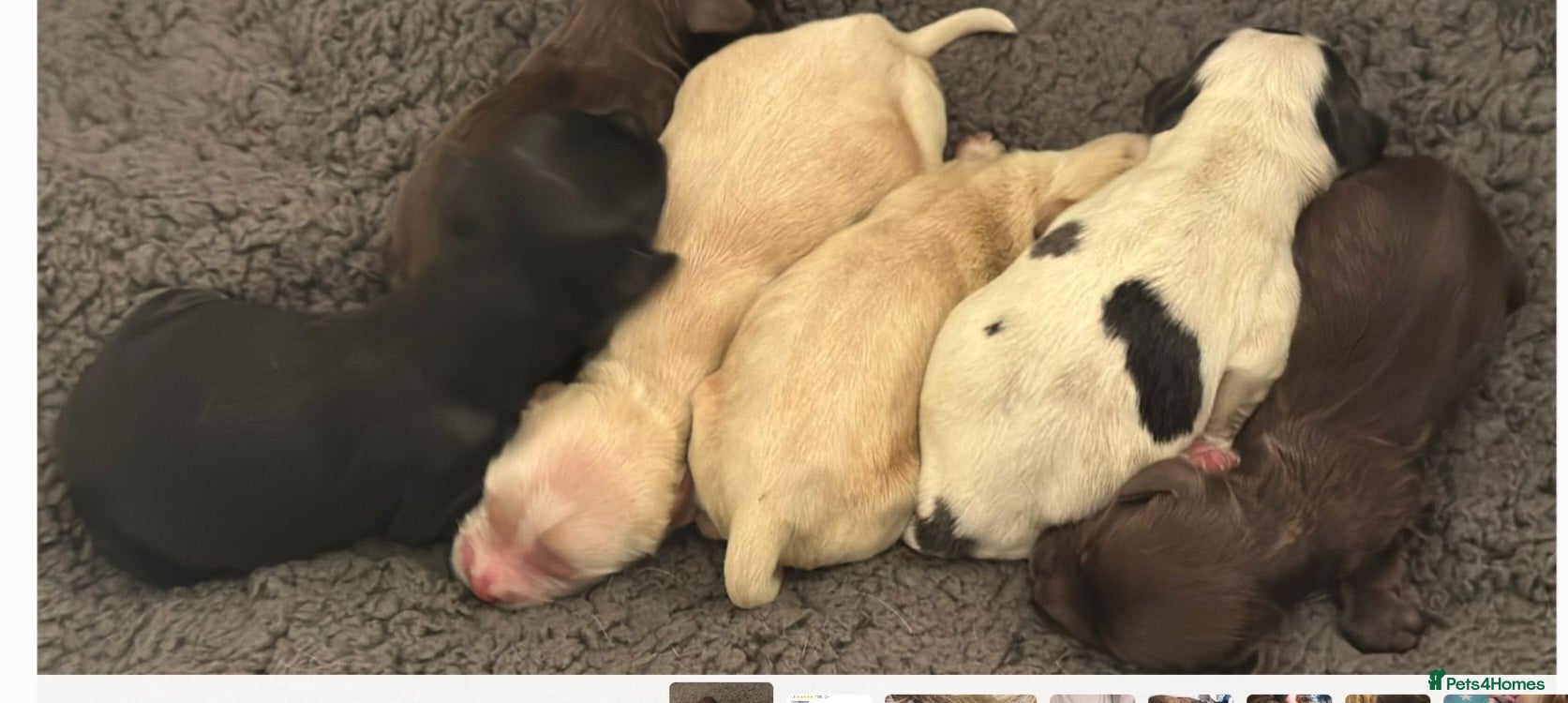 Cockapoo dogs  Black sable Show cocker/cockerpoo puppies  - Advert 17