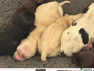 Cockapoo dogs Black sable Show cocker/cockerpoo puppies - Advert 2