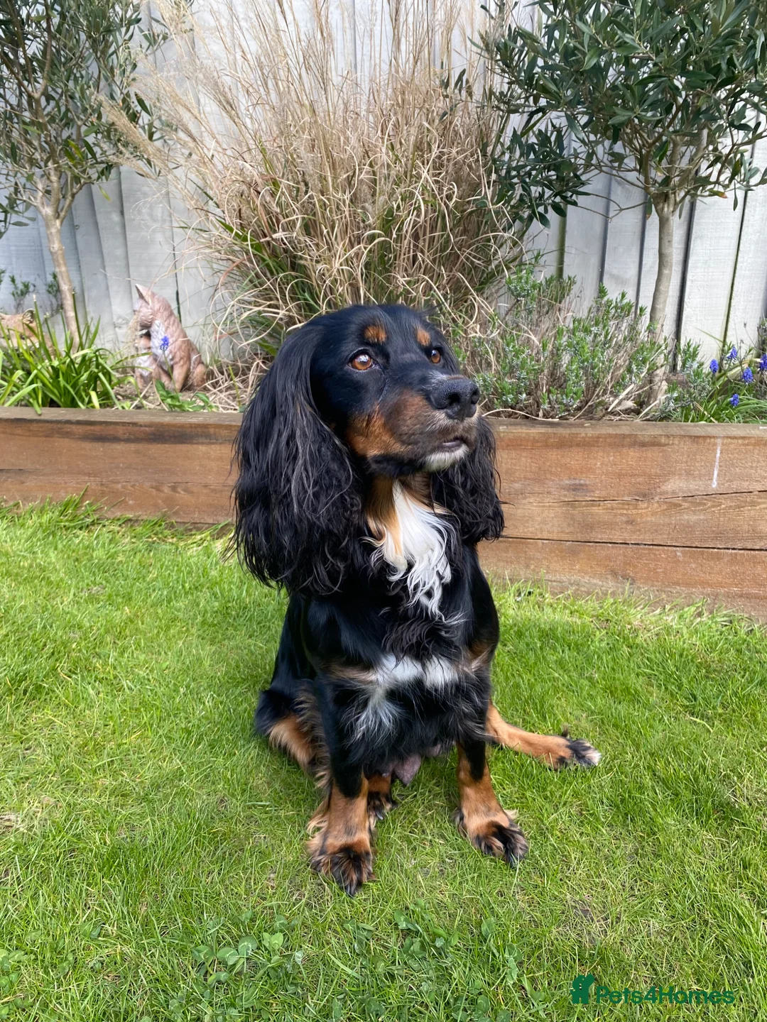 Cocker Spaniel dogs for sale: KC Registered Working Cocker Spaniels  - Advert 30