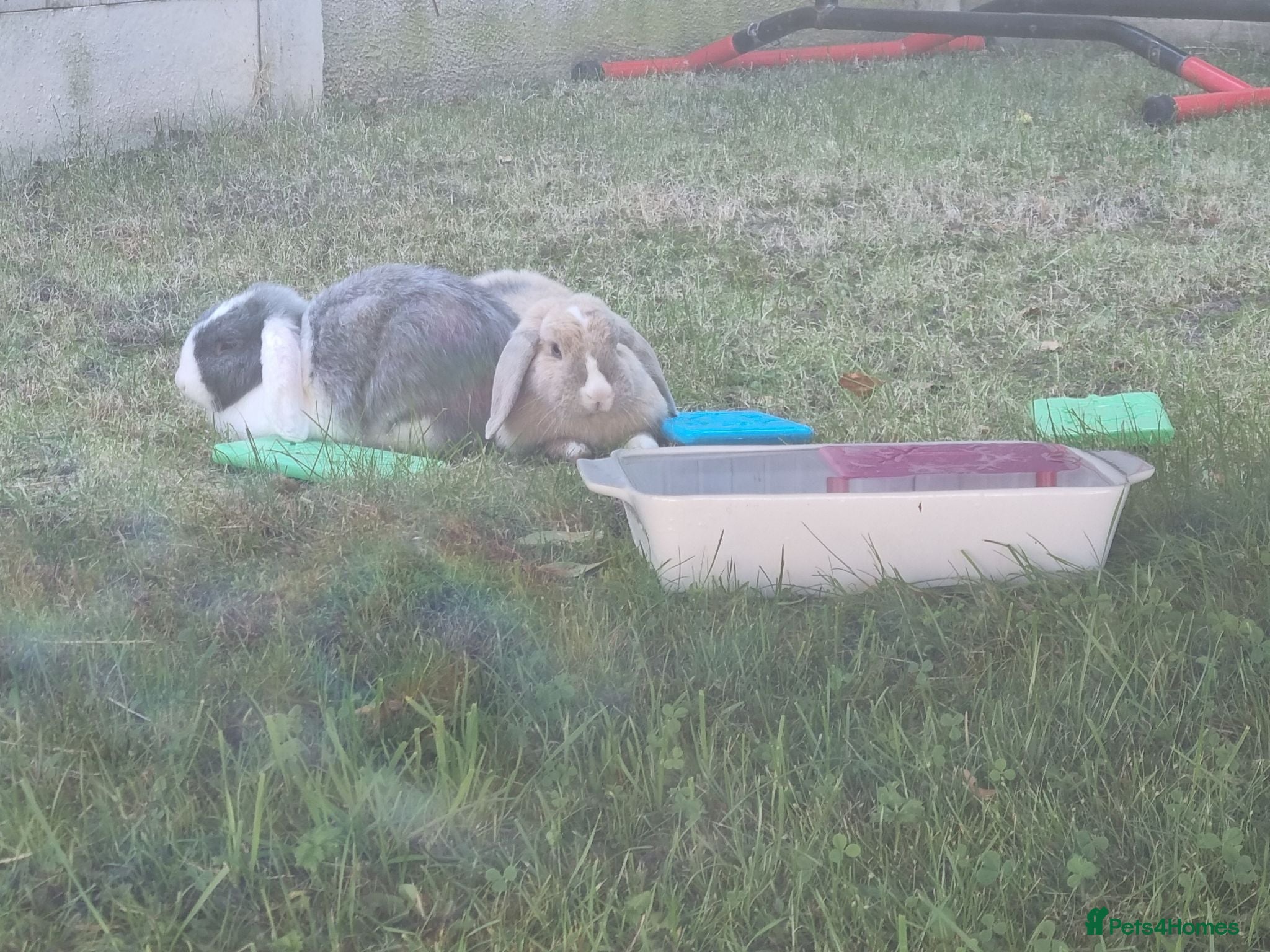 Mini Lop rabbits 2 x Mini Lops + indoor/outdoor hutch and accessori - Advert 1
