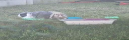 Mini Lop rabbits for sale: 2 x Mini Lops + indoor/outdoor hutch and accessori - Advert 1