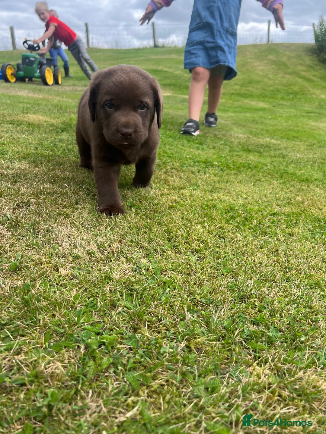 Labrador Retriever dogs for sale: Chunky Chocolate Labrador Puppies - Image 13
