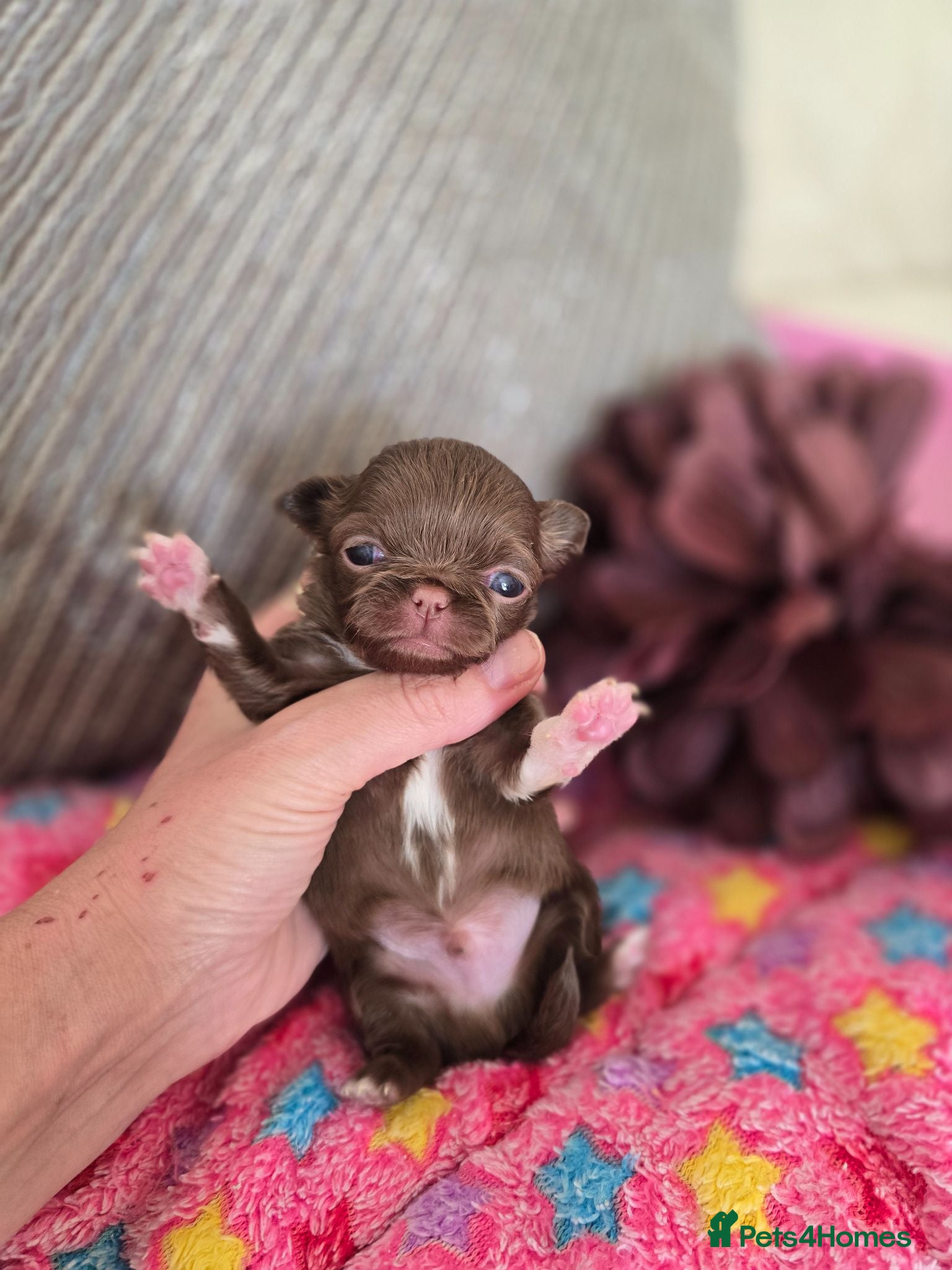 Chihuahua dogs Xx stunning Quality Kc chocolate litter Xx - Advert 2