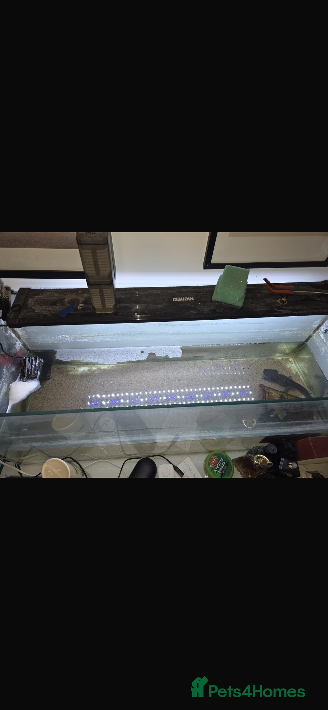 Other/Mixed Breed fish for sale: Axolotl “mexican walking fish” - Advert 5