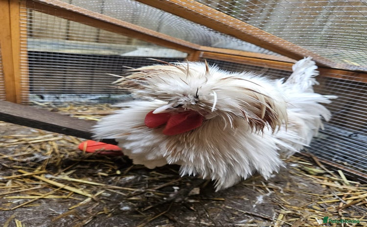 Chickens poultry - Advert 2