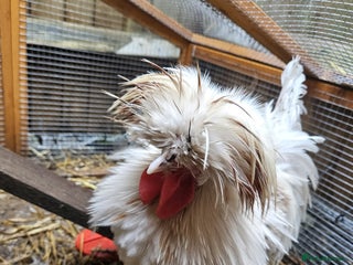 Chickens poultry - Advert 17