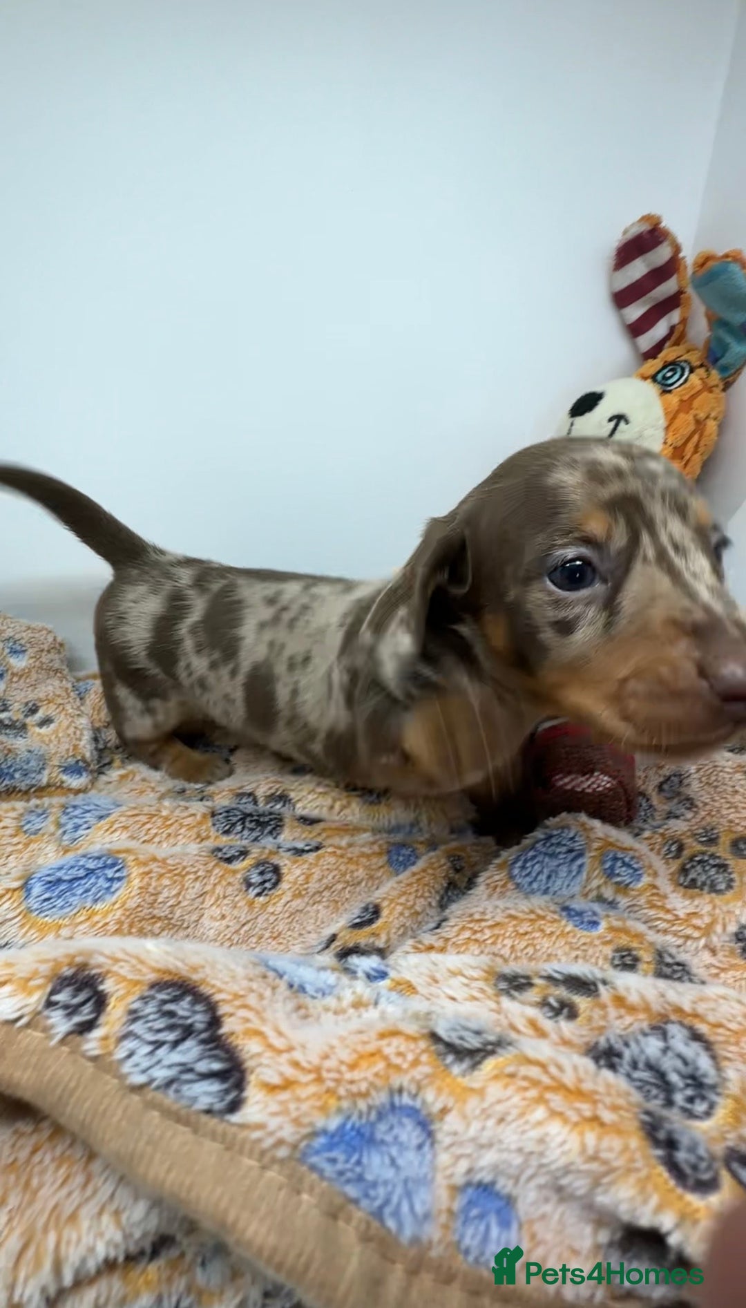 Miniature Dachshund dogs for sale: 3 Champion Line KC Miniature Dachshund Puppies  - Advert 9