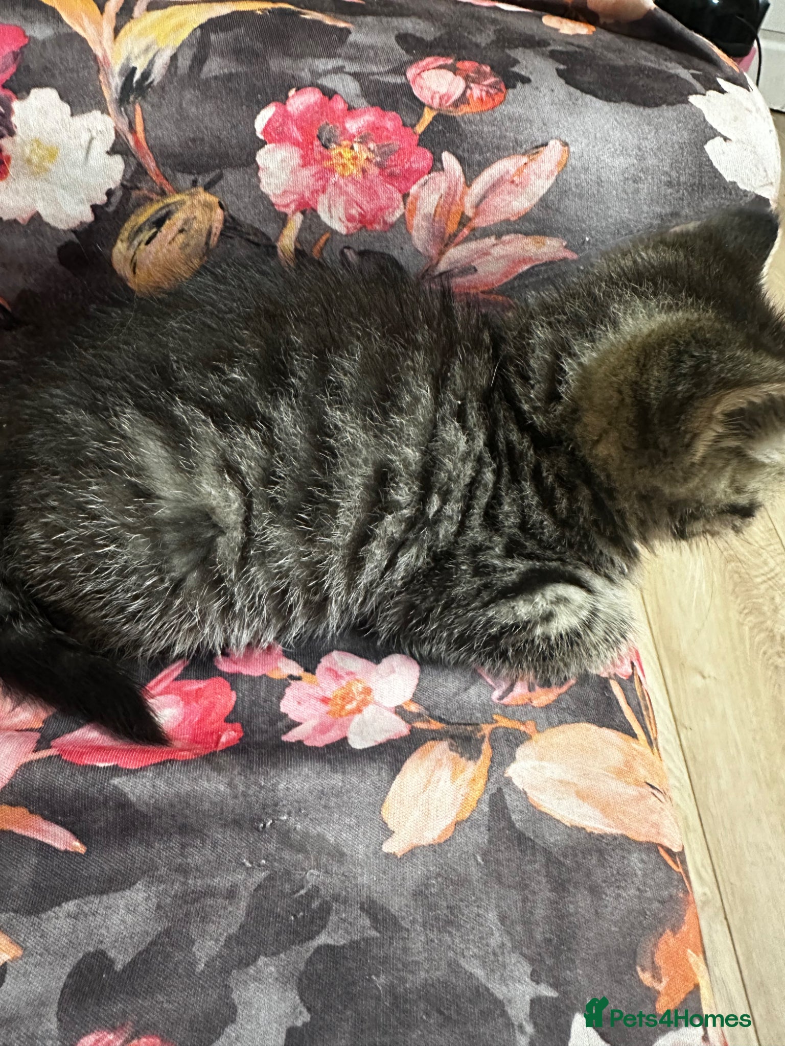 British Shorthair cats for sale: 2 remaining BSH kittens  - Advert 3
