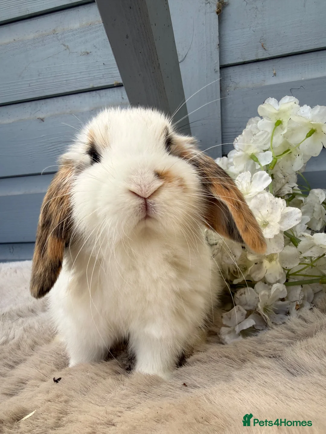 Mini Lop rabbits for sale: Stunning mini lop rabbits - Advert 4