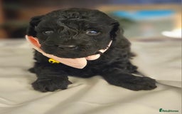 Toy Poodle dogs for sale: Toy poodle puppies D.N.A clear. - Image 6
