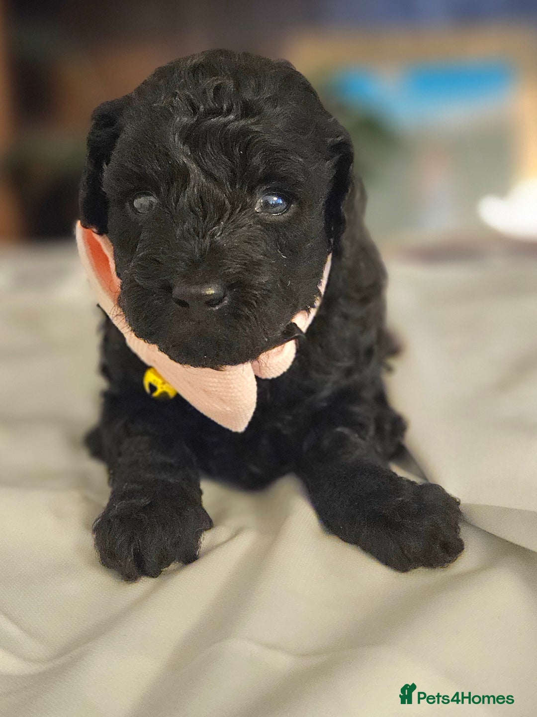 Toy Poodle dogs for sale: Toy poodle puppies D.N.A clear. - Image 6