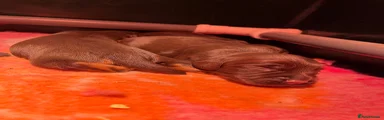 Cocker Spaniel 2