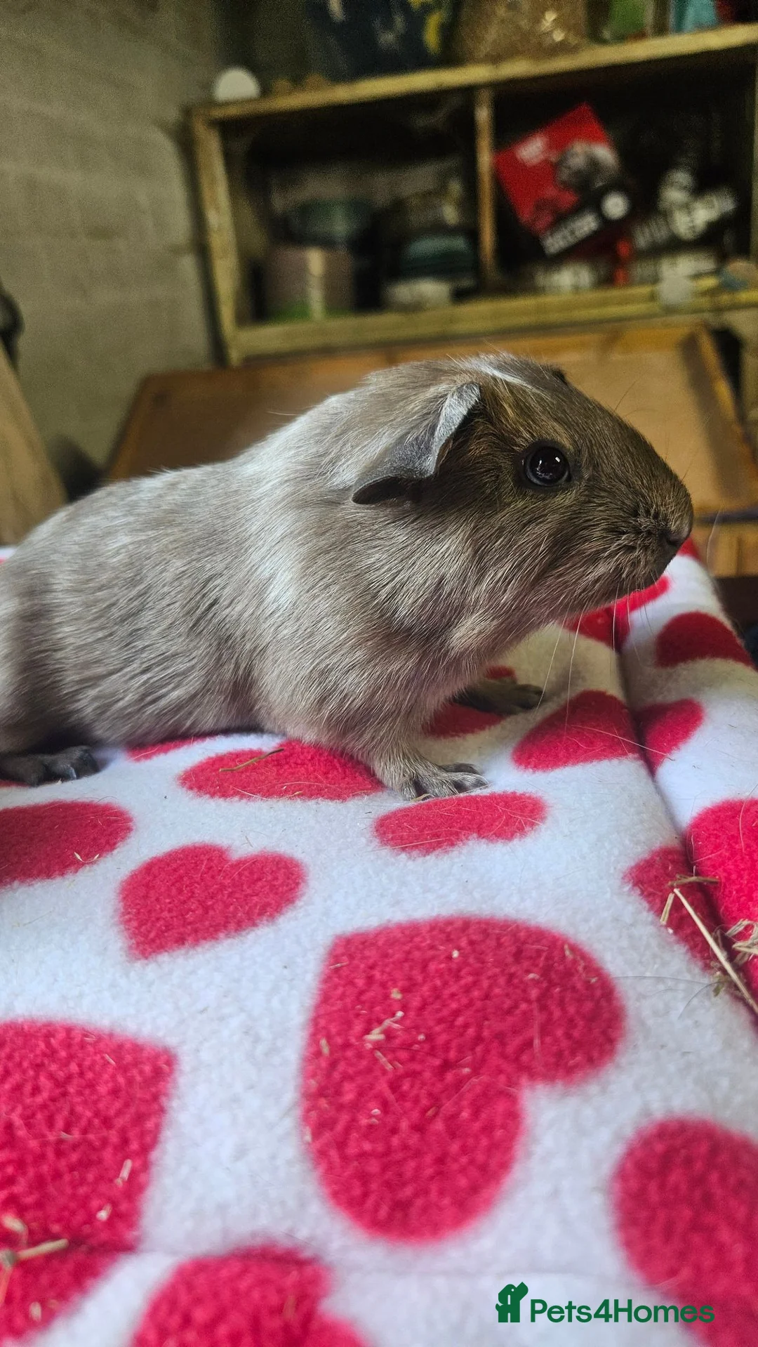 Guinea Pig rodents for sale: Beautiful baby boars - Advert 1