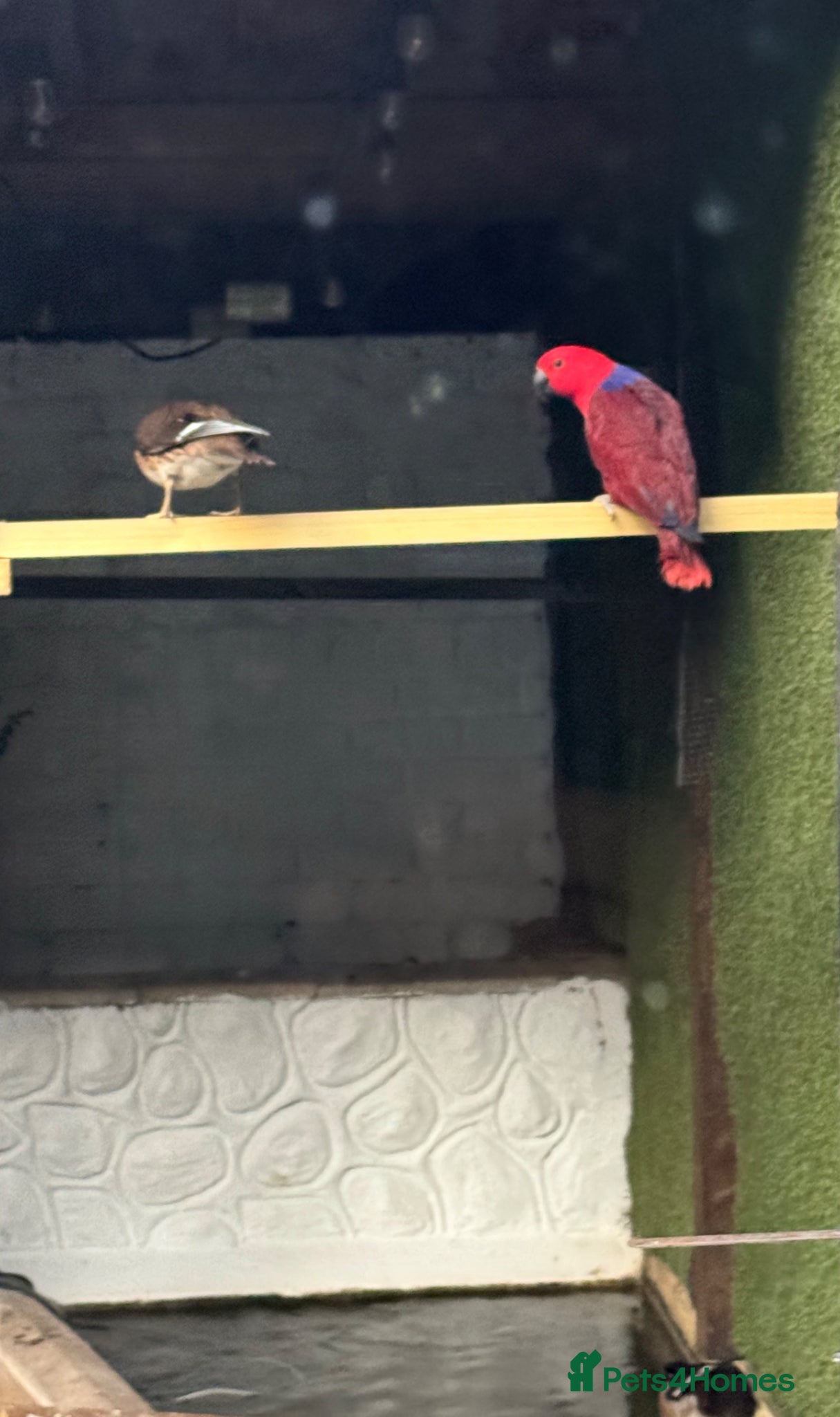Parrots birds for sale: Eclectus parrot - Advert 3