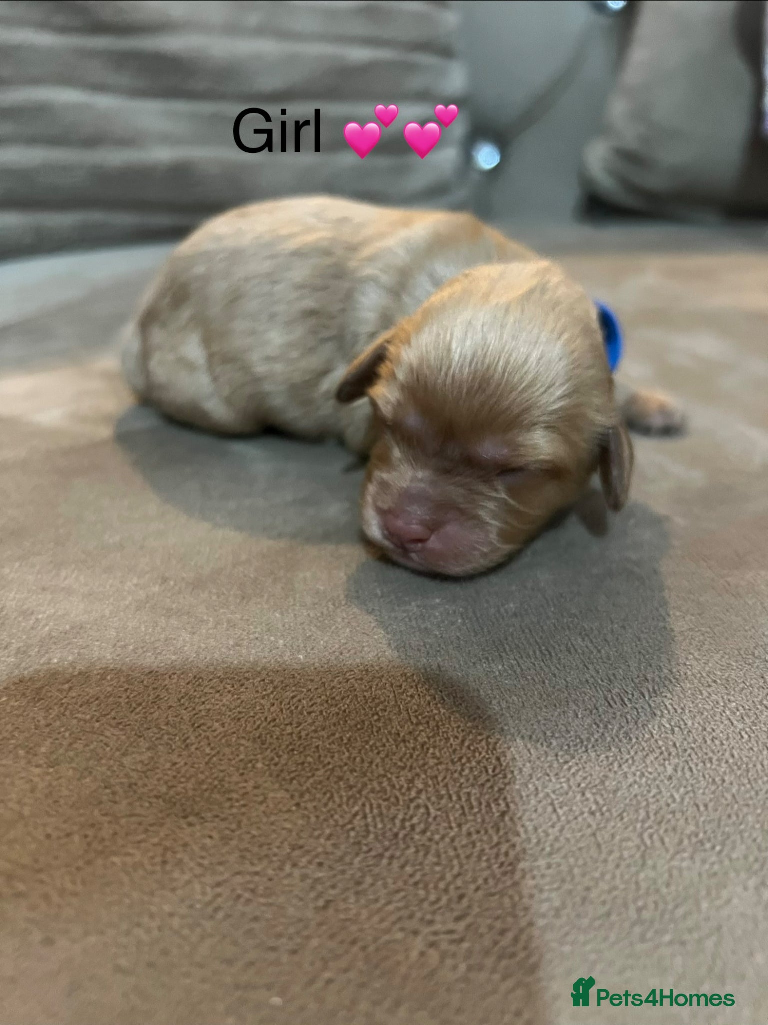 Cavapoo dogs for sale: 5 beautiful cavapoos ready in July 🐶🐶 - Advert 9