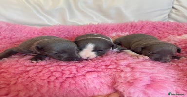 Whippet dogs - Advert 12