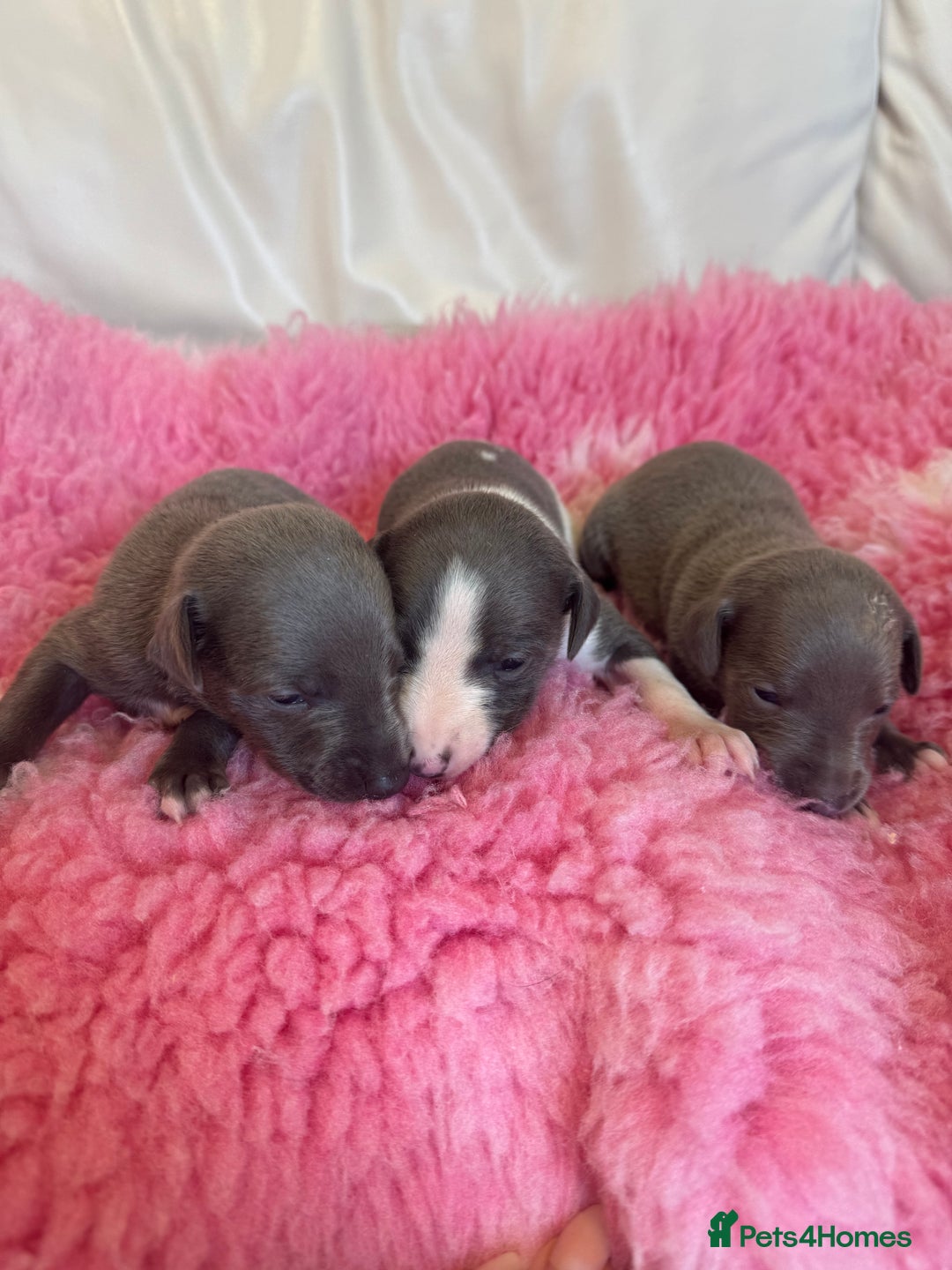 Whippet dogs for sale: KC Registered Blue Whippets - Image 5
