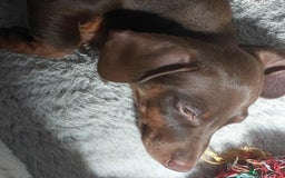 Miniature Dachshund dogs for sale: Dashound puppies for sale  - Image 4