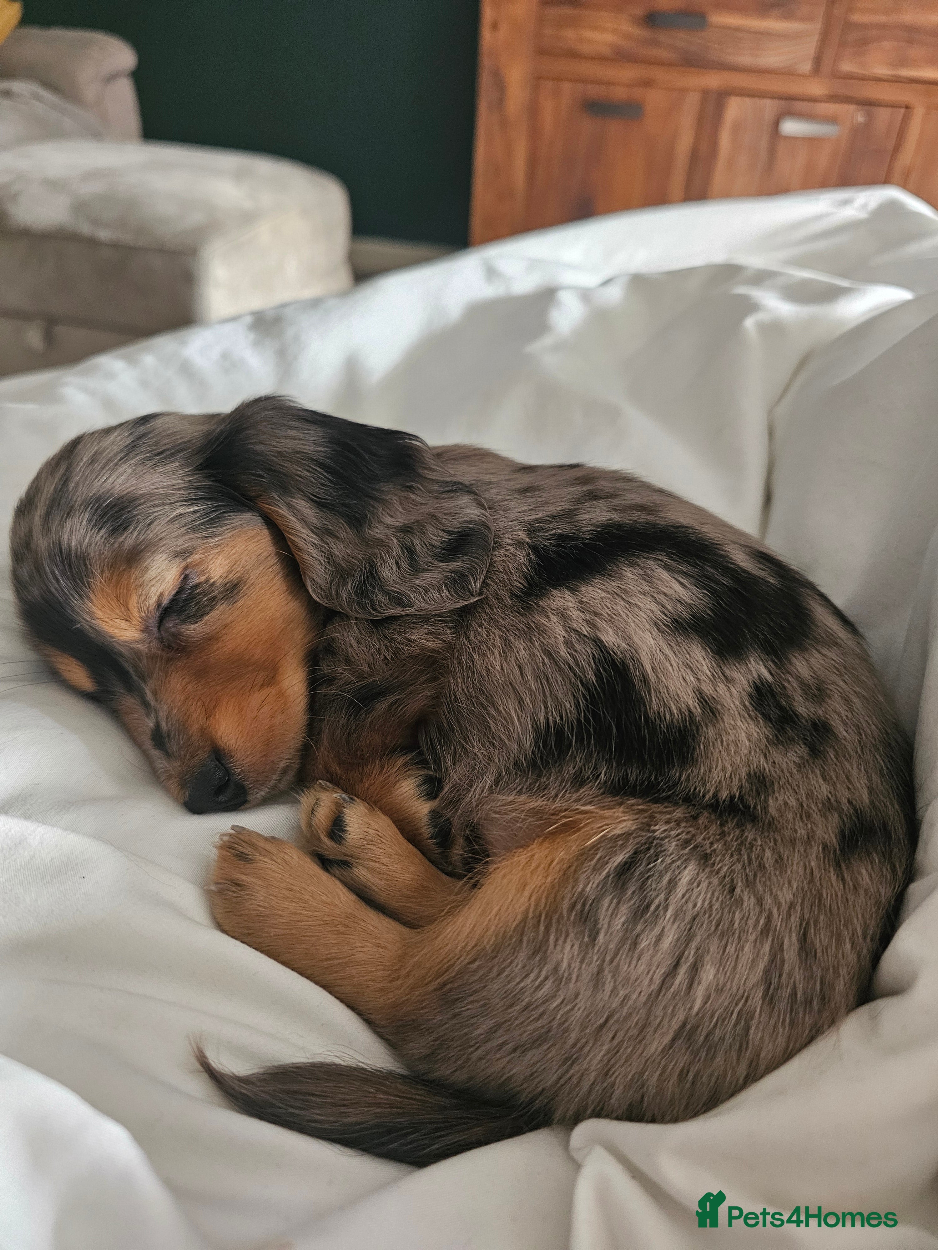 Dachshund dogs Beautiful Dashchund - Advert 1