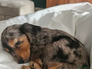 Dachshund dogs Beautiful Dashchund - Advert 2