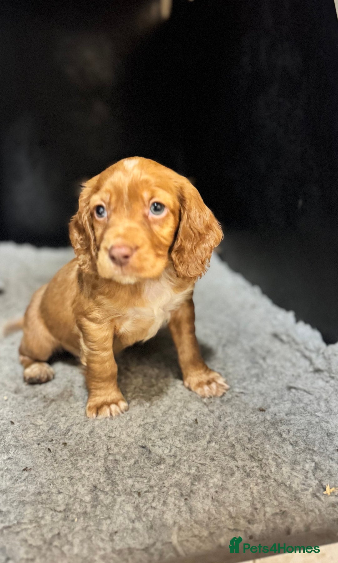 Cocker Spaniel dogs for sale: Working Cocker Spaniel  - Advert 5