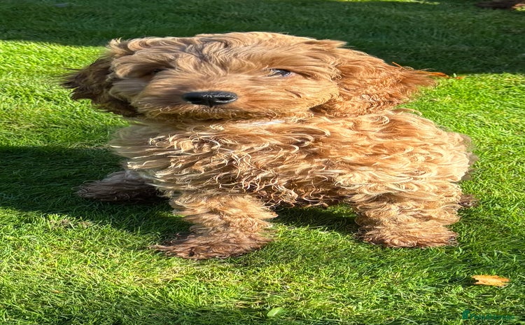 Cockapoo dogs - Advert 2
