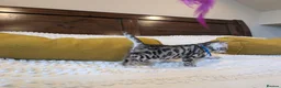 Bengal cats for sale: 🖤🩶🤍 Stunning Bengal Kittens 🤍🩶🖤 - Advert 30