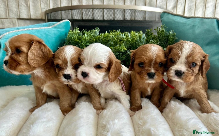 Cavalier King Charles Spaniel dogs - Advert 1
